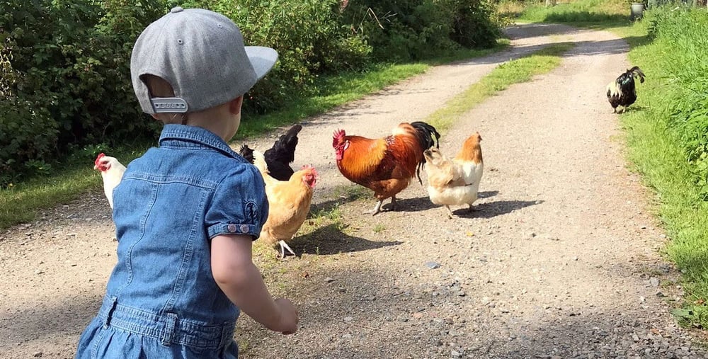 Litet barn som matar höns.