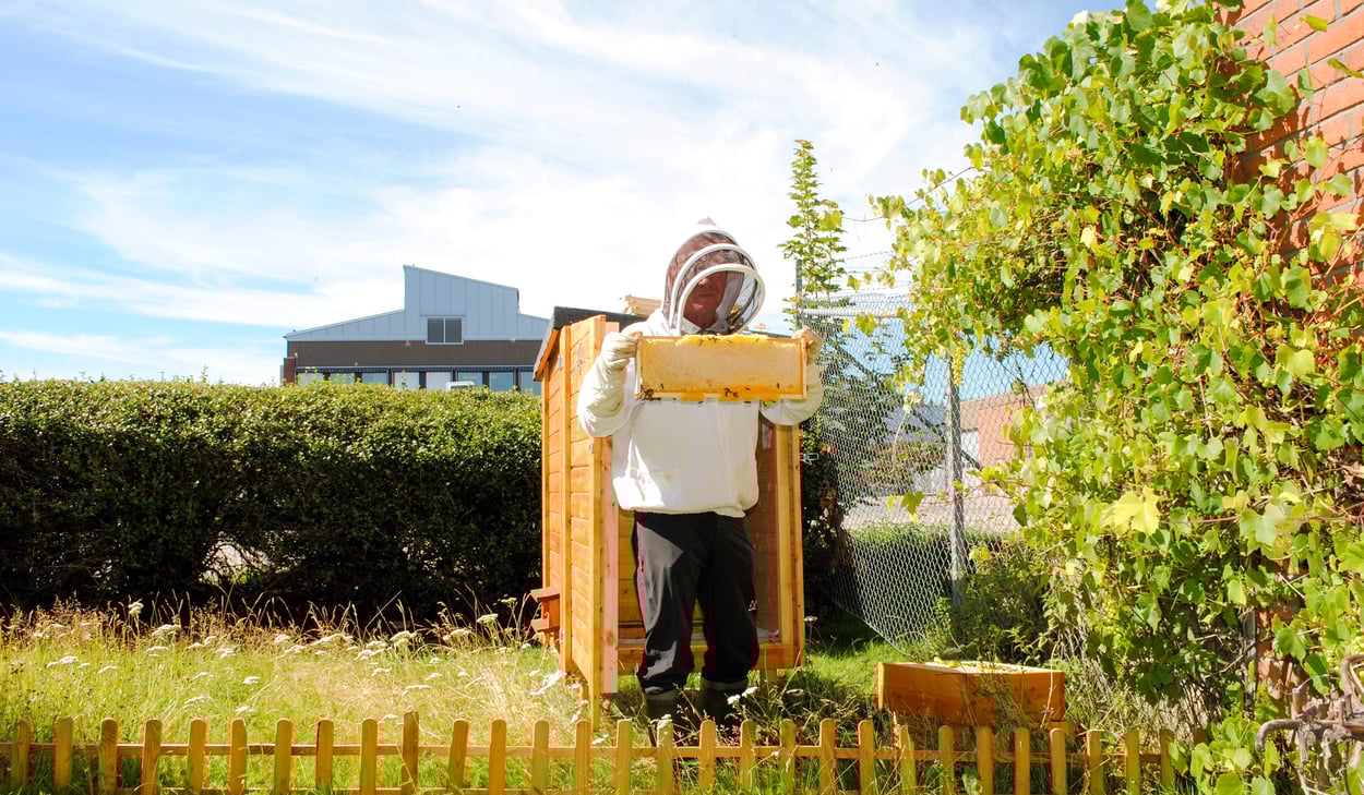 Biodlare bär en vaxkaka från en bikupa.