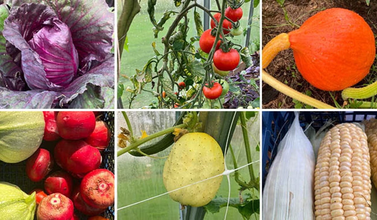 Kollage av 6 bilder med olika grönsaker att odla i växthus