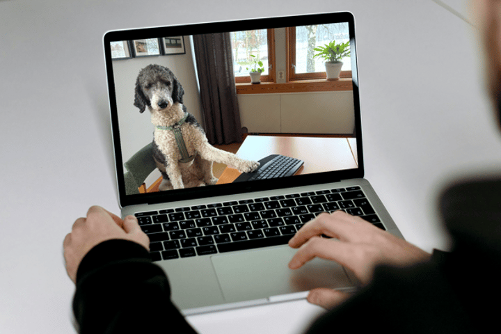 En person som använder en bärbar dator med en hund på skärmen.
