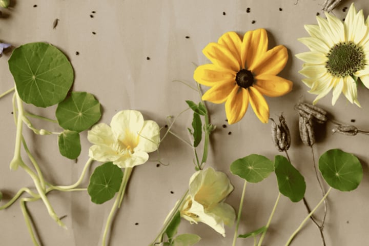 Blommor och frön som ligger på ett bord.