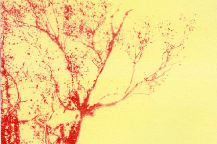 Fotografi på ett rött träd med gul bakgrund