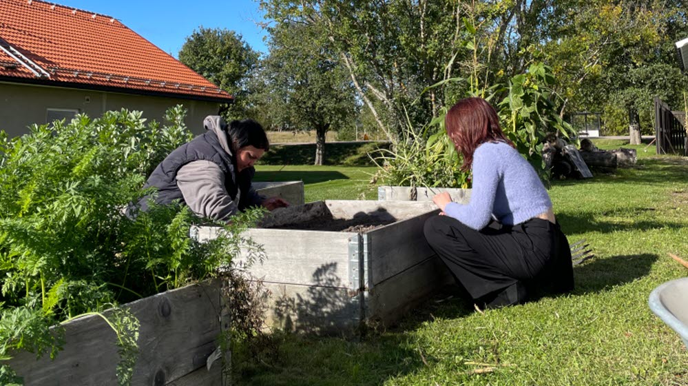 Deltagare i projektet FolkisUng arbetar tillsammans med plantering i en odlingslåda vid Västerbergs folkhögskola.